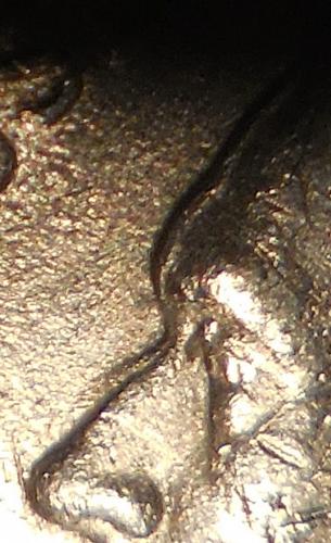 ✅2001-P Jefferson Nickel Error Coin See✅